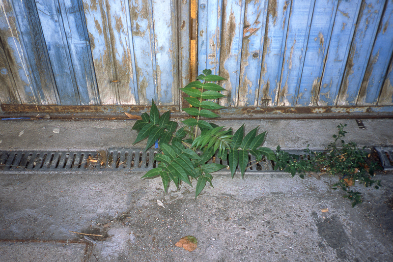 beton-vs-vegetation-1