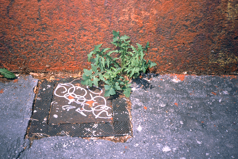 beton-vs-vegetation-5