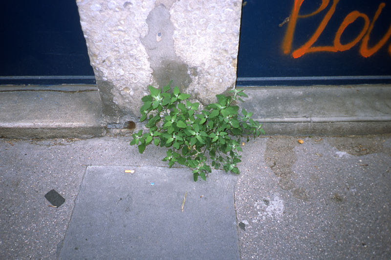 beton-vs-vegetation-7